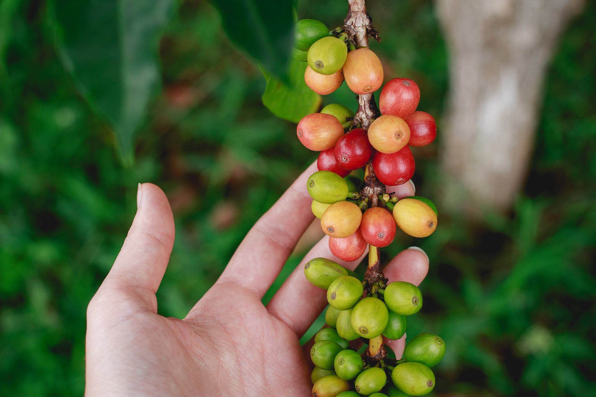 Eine Hand hält frische Kaffeebohnen am Strunk